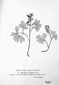 Peronospora corydalis image
